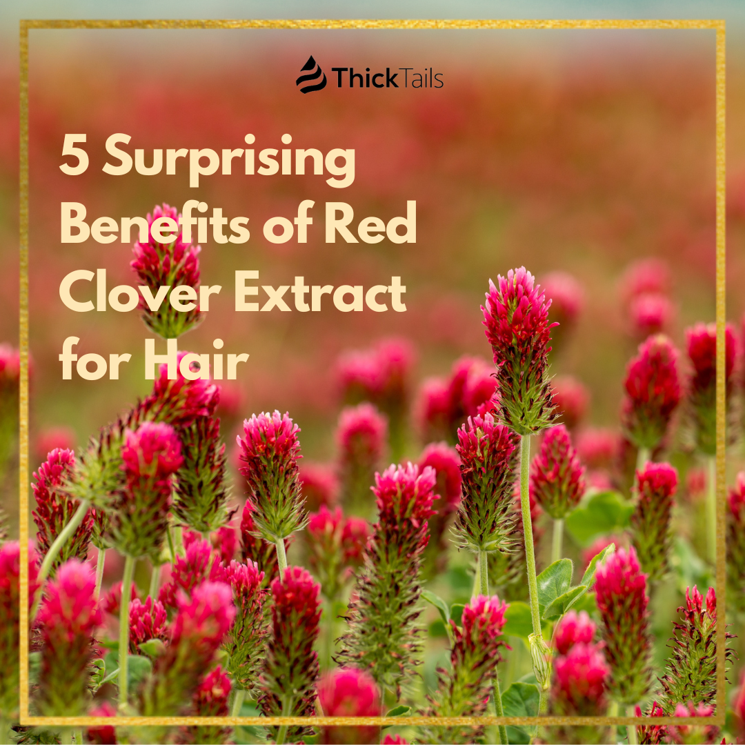 benefits of red clover extract for hair	