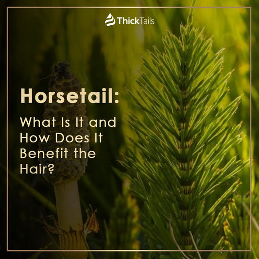 Horsetail: What Is It and How Does It Benefit the Hair? | ThickTails